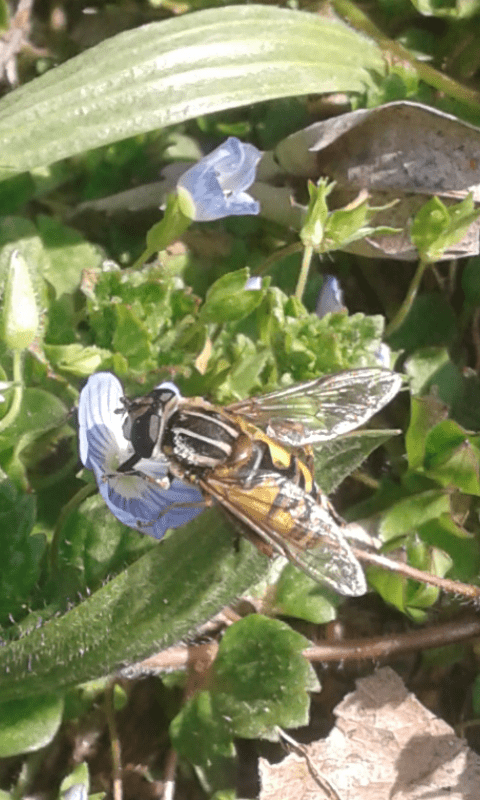 Syrphidae : Helophilus pendulus?  Sì